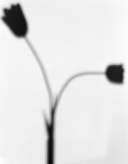 Tulipani © Efrem Raimondi. All rights reserved.