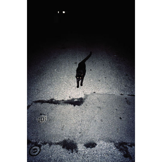 Black Cat by Efrem Raimondi