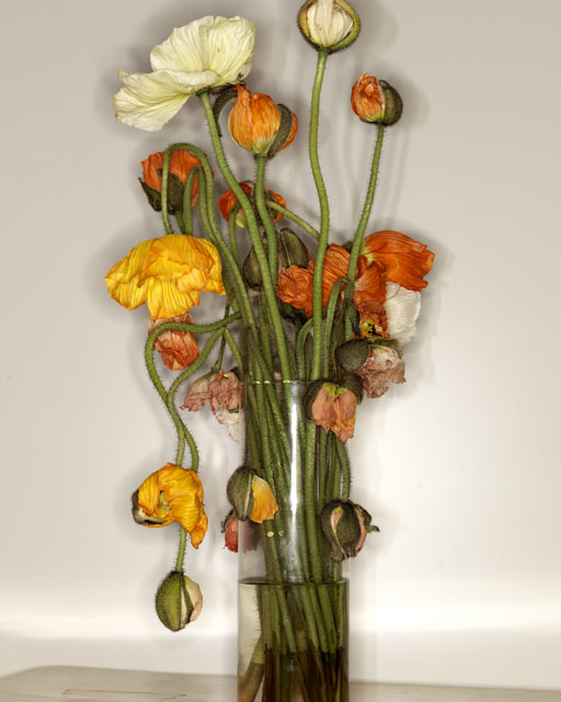 Vaso di fiori - 2015 by © Efrem Raimondi - All Rights Reserved