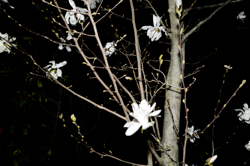 Magnolia di notte © Efrem Raimondi - All Rights Reserved